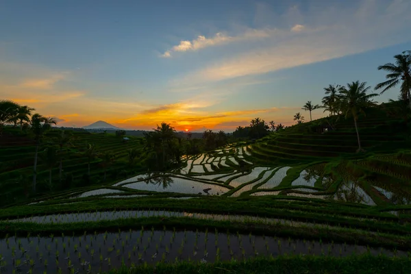 Terrazas Arroz Las Montañas Amanecer Bali Indonesia — Foto de Stock