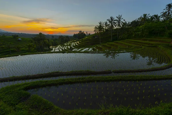 Dağlar Gündoğumu Bali Endonezya Pirinç Terasları — Stok fotoğraf