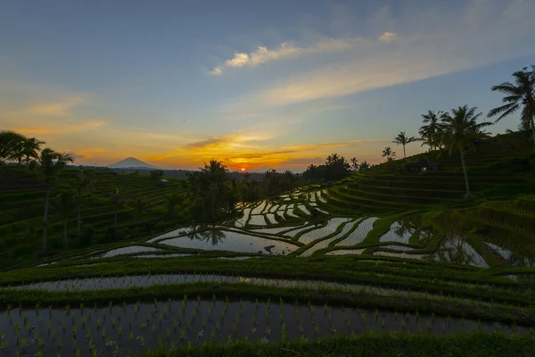 Rýžové Terasy Horách Úsvitu Bali Indonésie — Stock fotografie