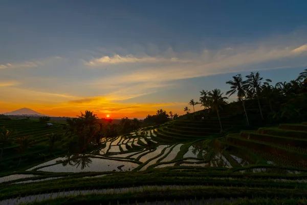 在日出 巴厘岛山的水稻梯田 — 图库照片