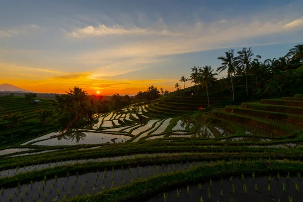 Rizs Teraszok Napkeltekor Bali Indonézia Hegység — Stock Fotó
