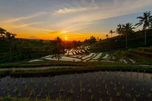 Rizs Teraszok Napkeltekor Bali Indonézia Hegység — Stock Fotó