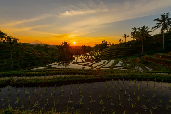 Tarasy Ryżowe Górach Wschodzie Słońca Bali Indonezja — Zdjęcie stockowe