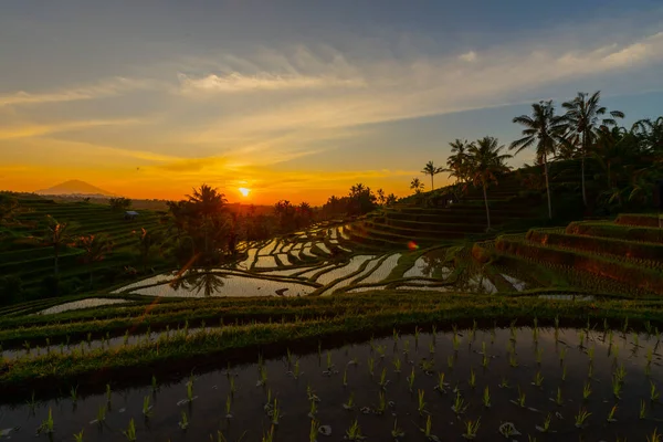 在日出 巴厘岛山的水稻梯田 — 图库照片
