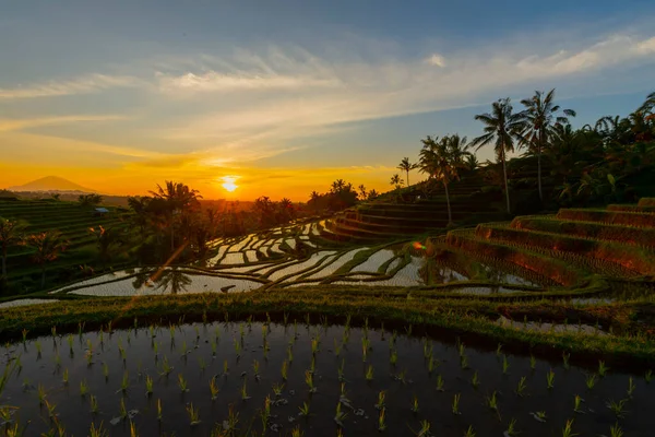 Tarasy Ryżowe Górach Wschodzie Słońca Bali Indonezja — Zdjęcie stockowe