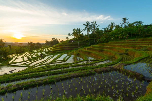 Ρύζι Βεράντες Στα Βουνά Στο Sunrise Μπαλί Ινδονησία — Φωτογραφία Αρχείου