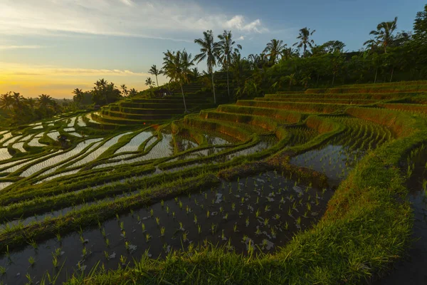 Terraços Arroz Nas Montanhas Nascer Sol Bali Indonesia — Fotografia de Stock