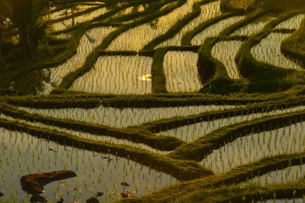 Ρύζι Βεράντες Στα Βουνά Στο Sunrise Μπαλί Ινδονησία — Φωτογραφία Αρχείου