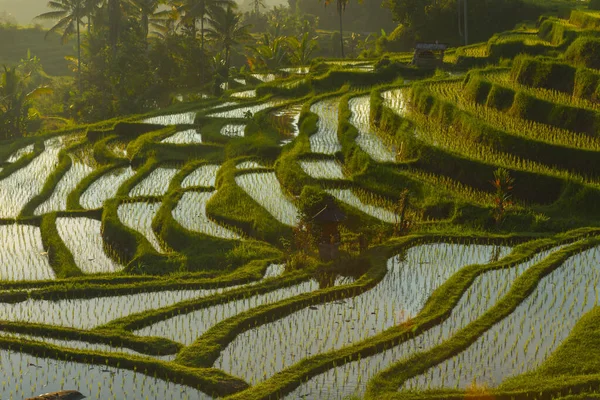 stock image Rice terraces in mountains at sunrise, Bali Indonesia