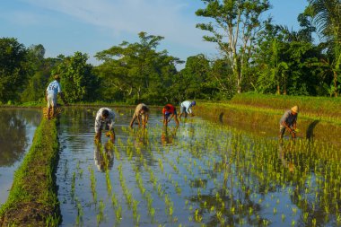 Köylüler sabah Endonezya 'daki pirinç tarlasına gidiyorlar. Güneydoğu Asya' da..