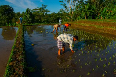 Köylüler sabah Endonezya 'daki pirinç tarlasına gidiyorlar. Güneydoğu Asya' da..