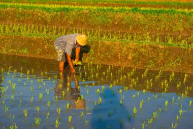 Köylüler sabah Endonezya 'daki pirinç tarlasına gidiyorlar. Güneydoğu Asya' da..