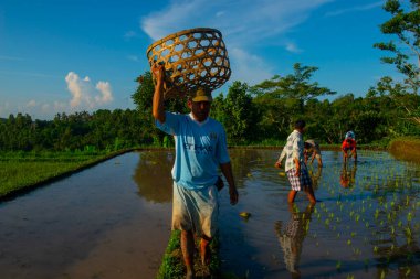 Köylüler sabah Endonezya 'daki pirinç tarlasına gidiyorlar. Güneydoğu Asya' da..