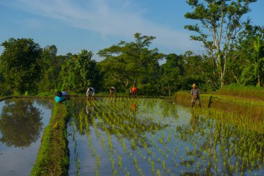 Köylüler sabah Endonezya 'daki pirinç tarlasına gidiyorlar. Güneydoğu Asya' da..