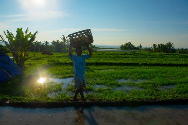 Köylüler sabah Endonezya 'daki pirinç tarlasına gidiyorlar. Güneydoğu Asya' da..