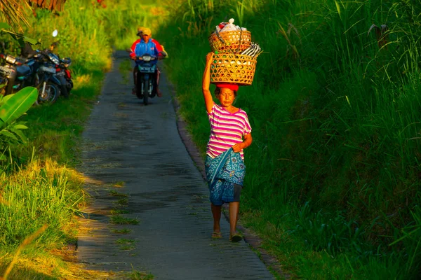 Vesničané Jdou Ráno Rýžové Pole Indonésii Jihovýchodní Asii — Stock fotografie