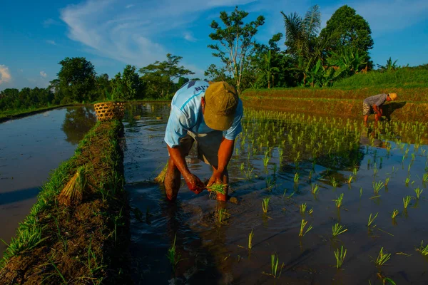 stock image The villagers going to the rice field in the morning indonesia, southeast asia.