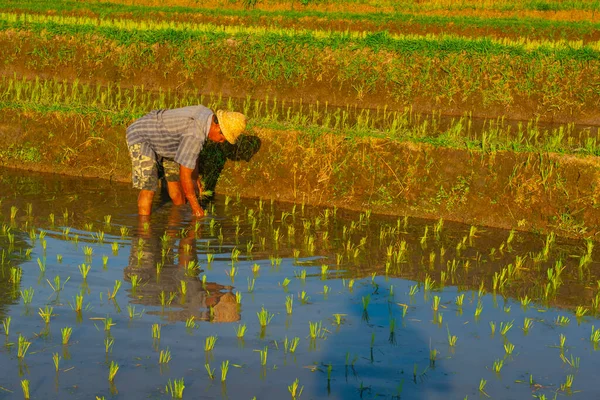 Stock image The villagers going to the rice field in the morning indonesia, southeast asia.