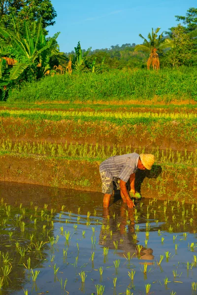 Селяни Йдуть Рисове Поле Вранці Індонезія Південно Східна Азія — стокове фото