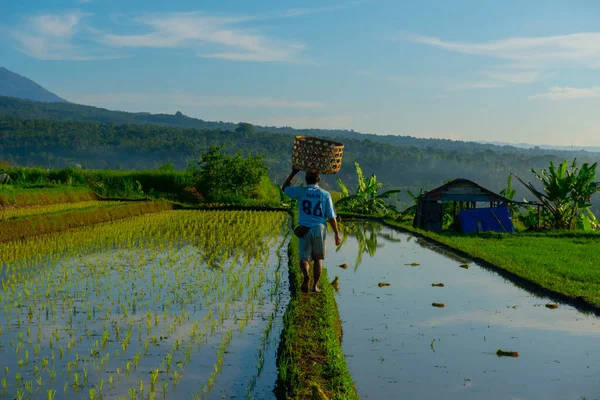 Vesničané Jdou Ráno Rýžové Pole Indonésii Jihovýchodní Asii — Stock fotografie