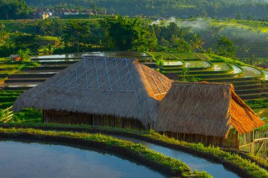Gün batımı pirinç tarlaları, güzel manzara, Endonezya