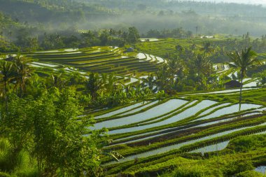 Gün batımı pirinç tarlaları, güzel manzara, Endonezya