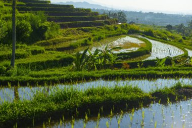 Gün batımı pirinç tarlaları, güzel manzara, Endonezya