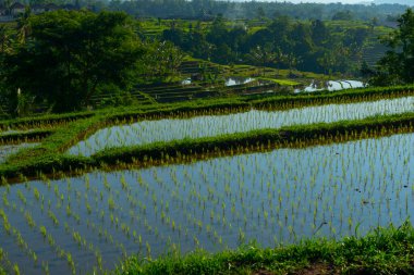 Gün batımı pirinç tarlaları, güzel manzara, Endonezya