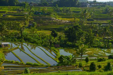 Gün batımı pirinç tarlaları, güzel manzara, Endonezya