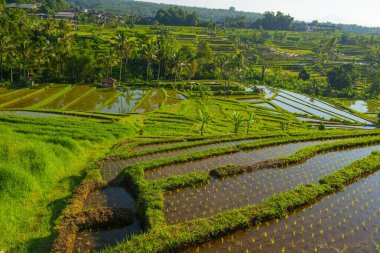 Gün batımı pirinç tarlaları, güzel manzara, Endonezya
