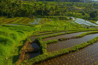 Gün batımı pirinç tarlaları, güzel manzara, Endonezya