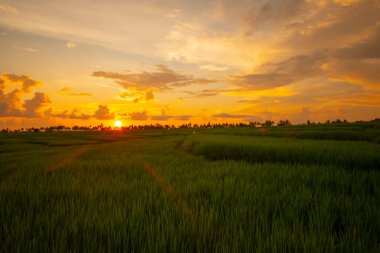 Gün batımı pirinç tarlaları, güzel manzara, Endonezya
