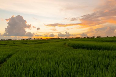 Gün batımı pirinç tarlaları, güzel manzara, Endonezya