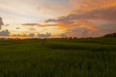 Gün batımı pirinç tarlaları, güzel manzara, Endonezya