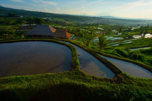 Zonsondergang Rijstvelden Prachtig Landschap Indonesië — Stockfoto