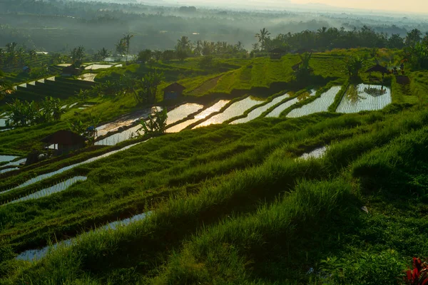 Ανατολή Του Χρόνου Ορυζώνες Όμορφο Τοπίο Ινδονησία — Φωτογραφία Αρχείου