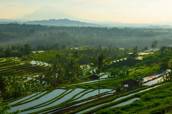 Ανατολή Του Χρόνου Ορυζώνες Όμορφο Τοπίο Ινδονησία — Φωτογραφία Αρχείου