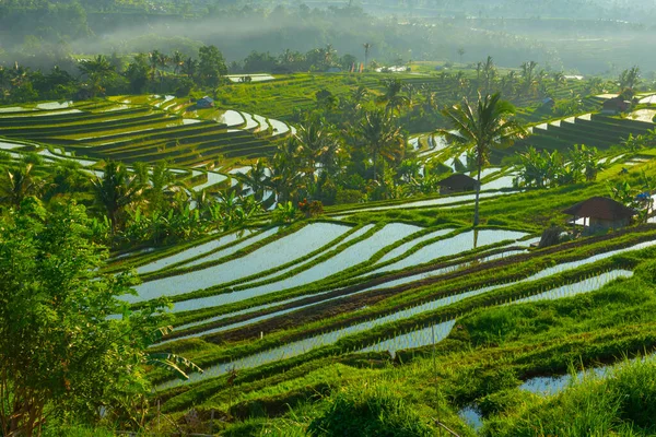 Tempo Tramonto Risaie Bellissimo Paesaggio Indonesia — Foto Stock