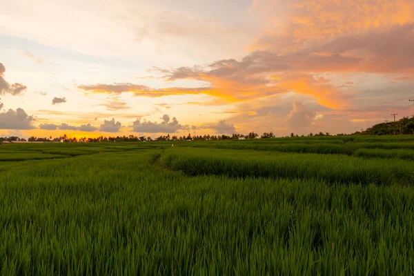 Sunset Time Rice Fields Beautiful Landscape Indonesia — Stock Photo, Image