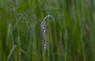 Büyük gölde mavi nilüfer çiçeği