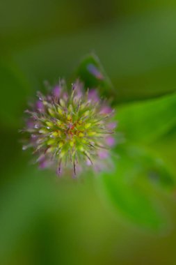 Büyük gölde mavi nilüfer çiçeği