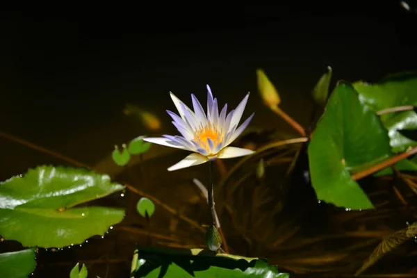Fleur Lotus Bleu Dans Vaste Lac — Photo