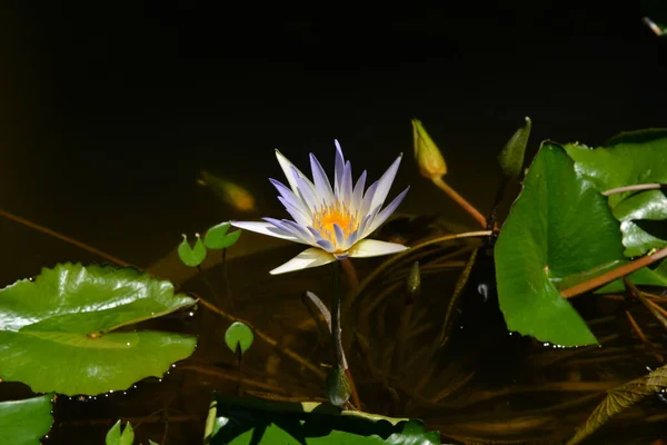 Fleur Lotus Bleu Dans Vaste Lac — Photo