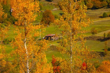 Savsat 'ta Sonbahar Sezonu, Artvin Türkiye