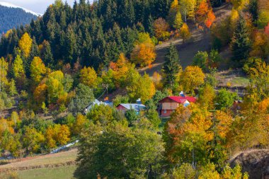 Savsat 'ta Sonbahar Sezonu, Artvin Türkiye