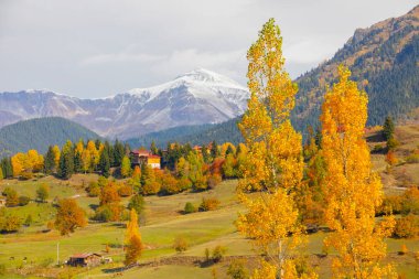 Savsat 'ta Sonbahar Sezonu, Artvin Türkiye