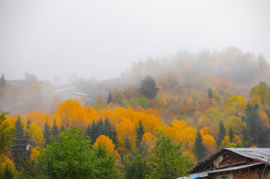 Savsat 'ta Sonbahar Sezonu, Artvin Türkiye