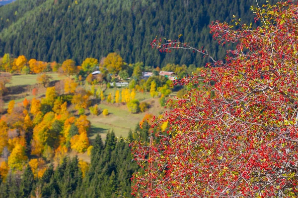 Herbstzeit Der Savsat Artvin Türkei — Stockfoto