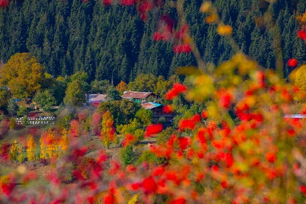 Jesienny Sezon Savsat Artvin Turcja — Zdjęcie stockowe