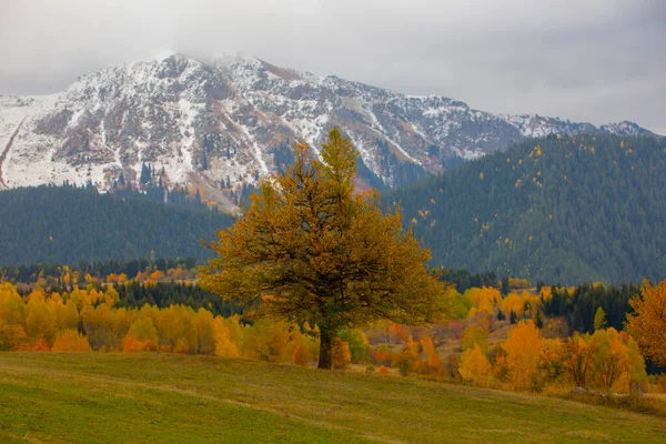 Savsat 'ta Sonbahar Sezonu, Artvin Türkiye